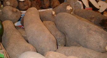 Things to know about Orureshi (New Yam Festival) in Owukpa