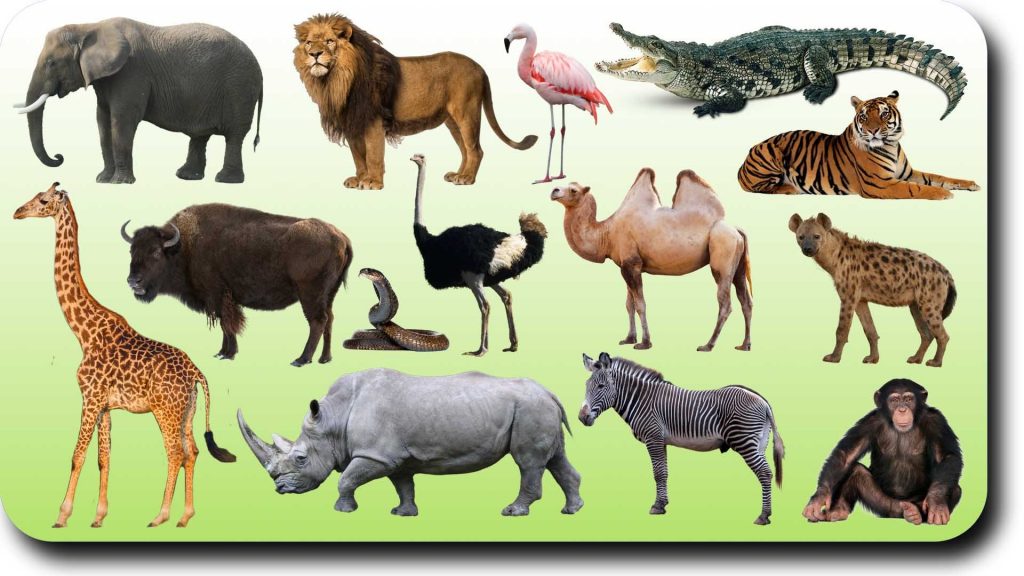 names-of-animals-in-idoma-language