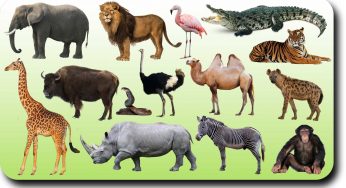 Names of animals in Idoma language