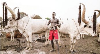 Herdsmen kill Tiv man, wipe out his entire family