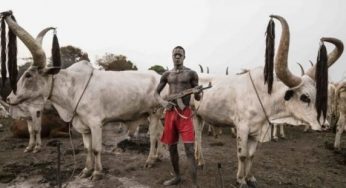 Herdsmen: How Benue elders bashed FG for suggesting re-opening of grazing routes (full statement)