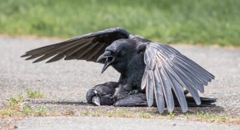 BREAKING: Giant crow intercepted while trying to steal toddler in Otukpo