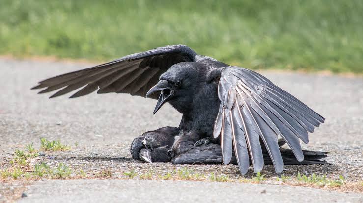 BREAKING: Giant crow intercepted while trying to steal toddler in Otukpo