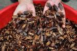 Ihonam: The Popular Chi’ese insects’ Market in Kwande (Opinion)