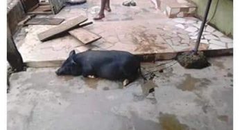 30-year-old man dies after rescuing drowning Pig in Gboko, Benue State