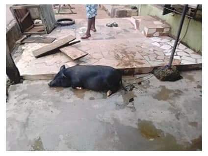 30-year-old man dies after rescuing drowning Pig in Gboko, Benue State