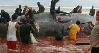 Bayelsa community feasts on giant dead W whale (Photos)