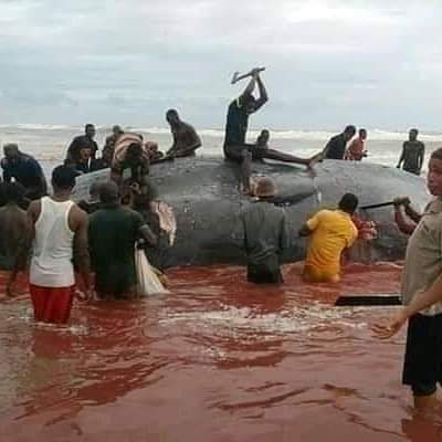 Bayelsa community feasts on giant dead W whale (Photos)