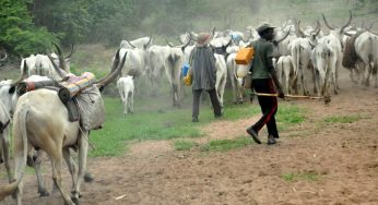 Buhari’s new plan for RUGA (Opinion)