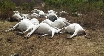 Thunder strikes over 30 cows dead in Ondo community