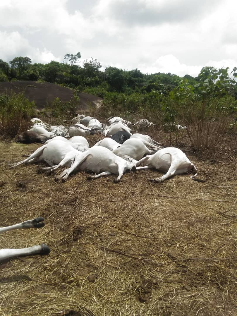 Thunder strikes over 30 cows dead in Ondo community