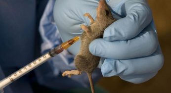 Panic as Lassa fever kills five in Benue