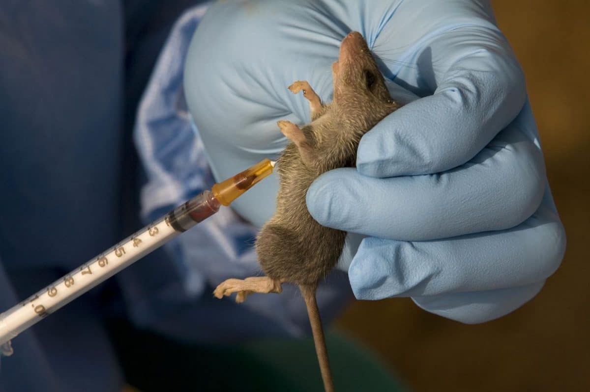 Panic as Lassa fever kills five in Benue