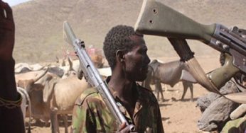 Boko Haram kill 19 herders, seize cattles