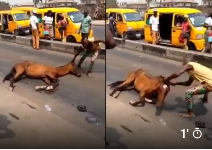 Horse collapses in Lagos after being used for transport