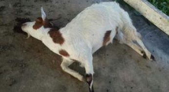 Sunday Ogaji arrested for raping goat to death in Ekiti