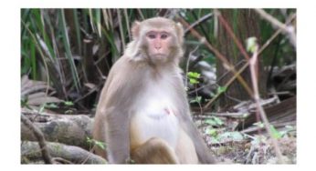 Drunk monkey sentenced to life imprisonment for attacking 250 humans.