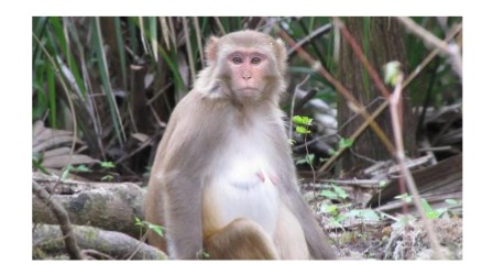 Drunk monkey sentenced to life imprisonment for attacking 250 humans.