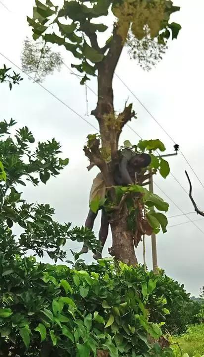 How man was found dead hanging on a tree in Benue