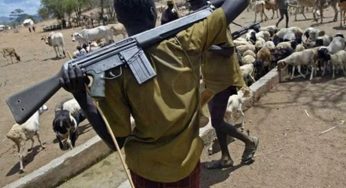 NASS member cries out as suspected herdsmen launch attack on another Benue community 