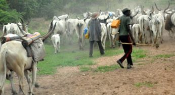 Biafra: Eastern Security Network invades Fulani camp in Abia, butchers many cows; herdsmen flee