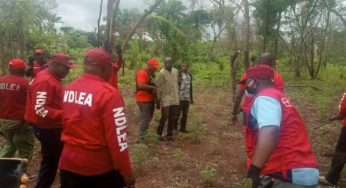 Kill me, spare my farm – Kogi Indian hemp farmer begs