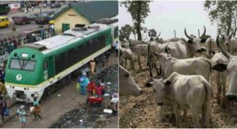 BREAKING: Kaduna-Abuja train crushes over 60 Fulani cows to death