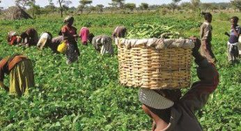 Government to create 5m jobs in agricultural sector – Minister