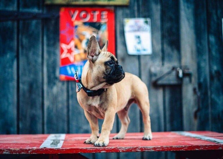 US election: Dog elected mayor of US town