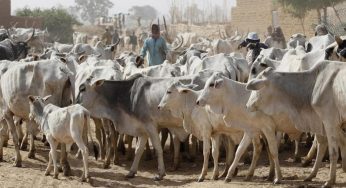 MACBAN: Benue Monitoring C’ttee tasks FG on incentives for ranching