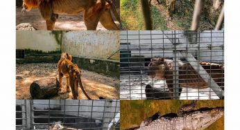 Reactions as man uncovers starving Lion, other animals at Kaduna zoo (Video)