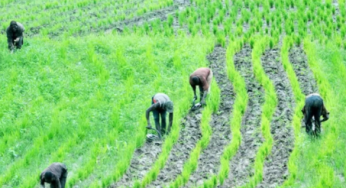 ‘Farmers smiling to the bank’ — Ortom asks Buhari not to reverse ban on rice importation