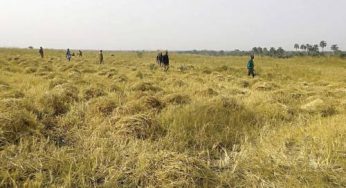 Good news for Benue rice farmers