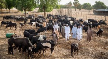 Nigerians tear Buhari apart as President spends time with his cows, ignores kidnapped students