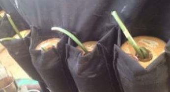 Teenage suicide bomber kills 3 in Borno ― Security sources