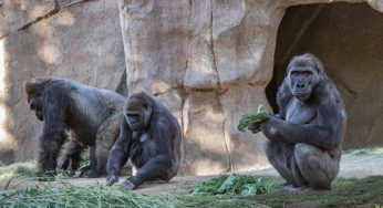 Gorillas test positive for COVID-19