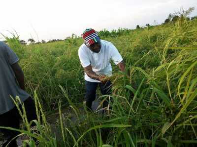 Photos: Benue State Governor, Ortom Pictured Working On His Farm - Politics  - Nigeria