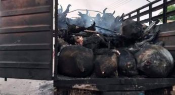 30 dead as irate youths set truck loaded with cows on fire over killing of Ayuba 