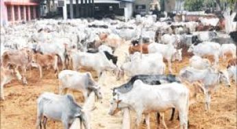 Cattle dealers declare nationwide strike, demand N475billion compensation