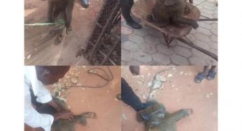 Police arrest Baboon for assaulting and leaving a 13-yr-old girl hospitalized in Anambra community