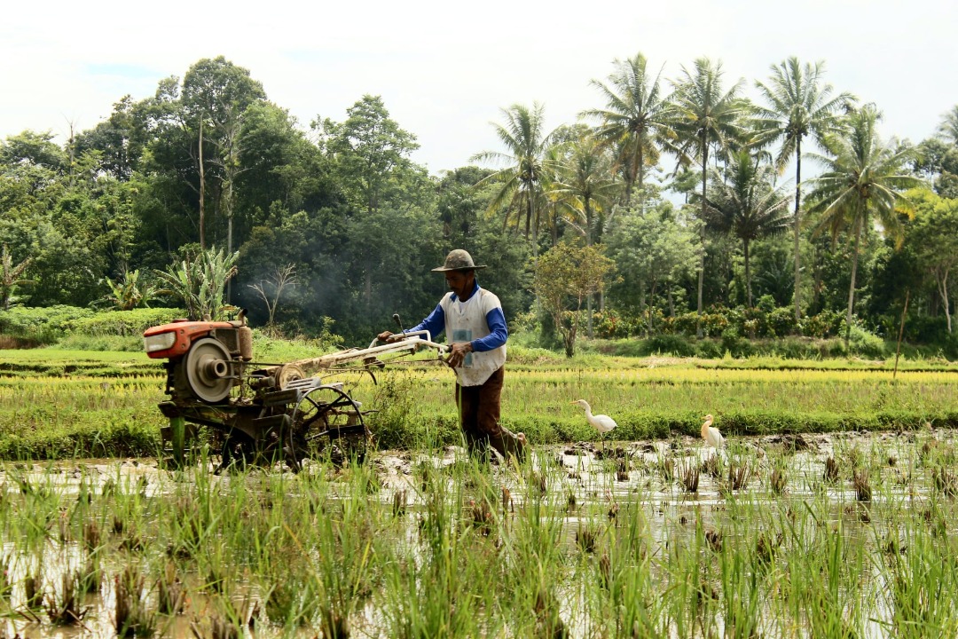 Why people look down on agriculture in Nigeria