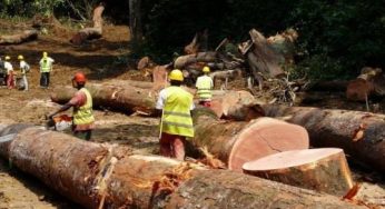 Deforestation: JAAC calls for ban on illegal lumbering in Benue