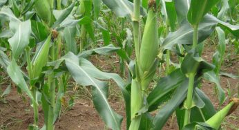How to make millions from maize farming in Nigeria this seam