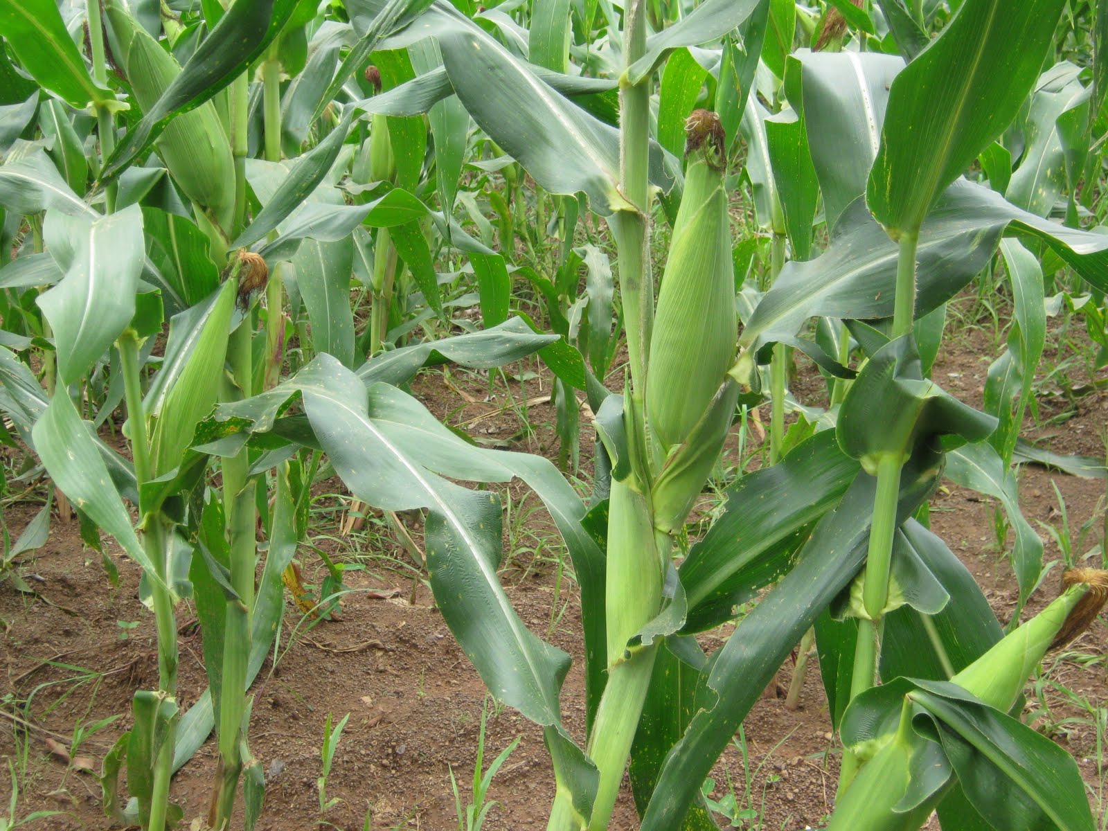 How to make millions from maize farming in Nigeria this seam