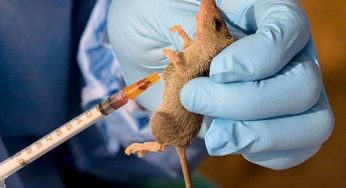 Another pandemic brewing in Nigeria as Lassa fever kills 6 persons 