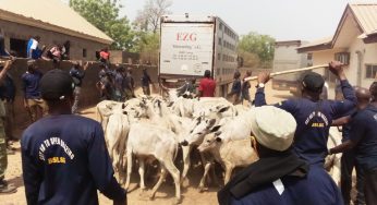 Benue Govt release 210 impounded Cows to owners after payment of fine