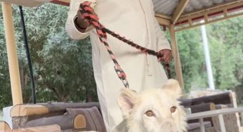 Buhari’s son in-law buys lion as pet, Nigerians react