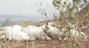 How over 50 cows died mysteriously in Ondo