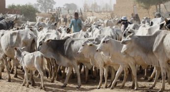 Sunday Oroke arraigned for allegedly stealing cow in Igumale