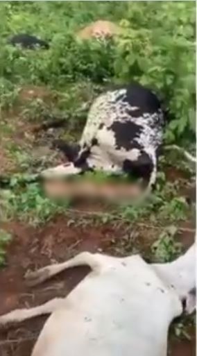 13 cows die mysteriously in Ogun